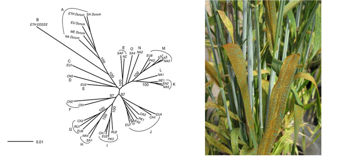 association graph of genotype groups; photo of wheat leaf rust