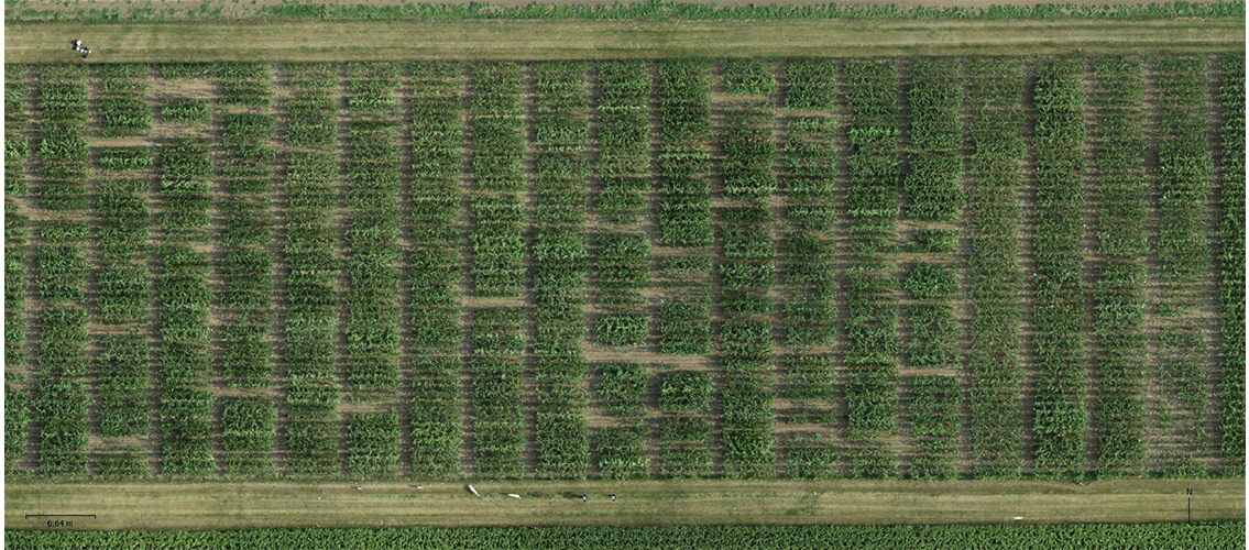 aerial view of corn test field